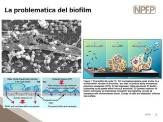 NPFP 2
La problematica del biofilm
 