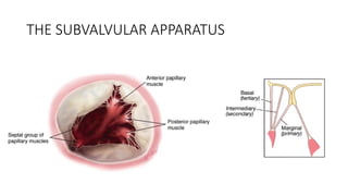 Subvalvular Ring Anatomy of valves of the heart, and surgical implication | PPTX