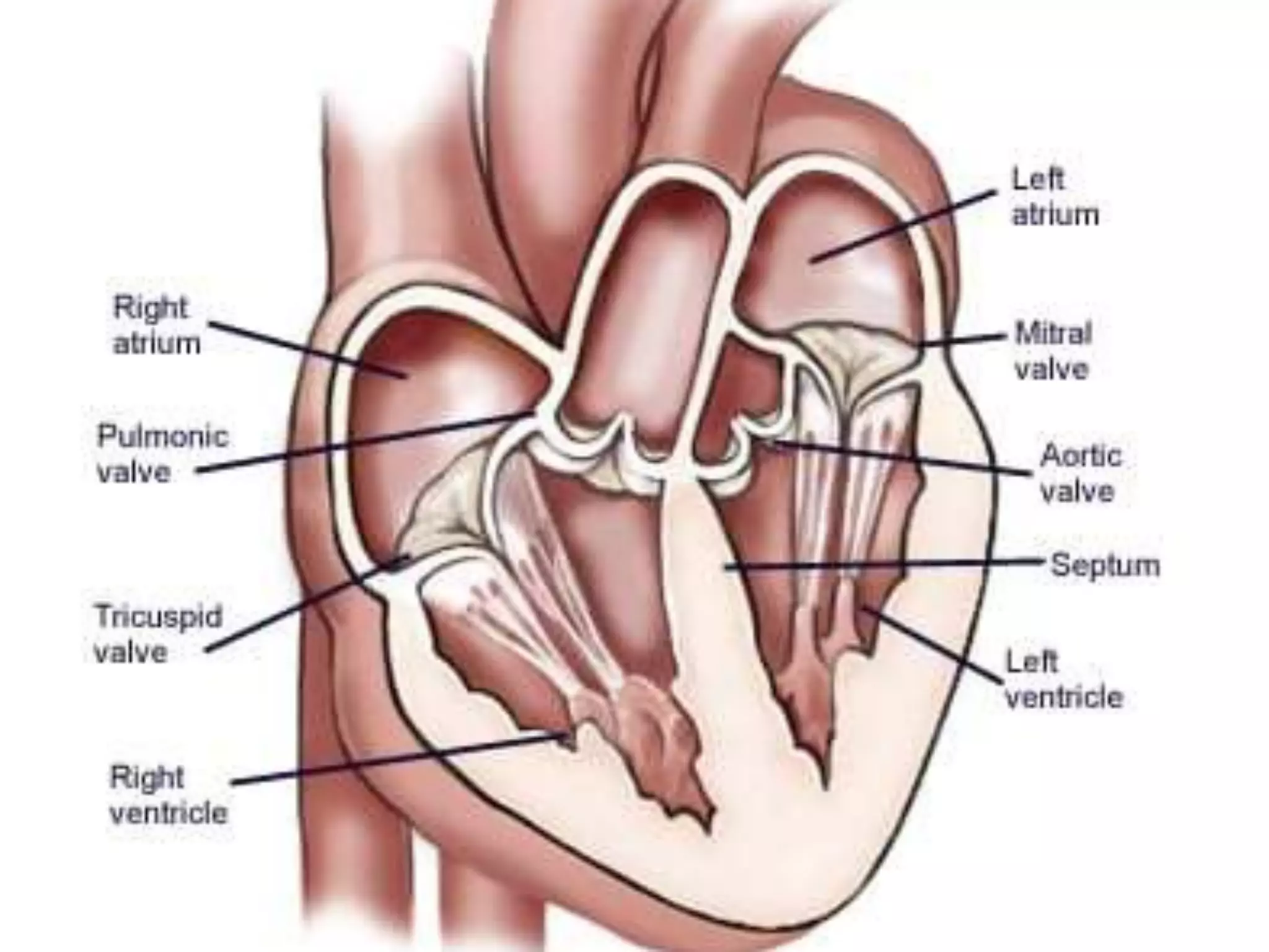 Valves of the Heart PPT