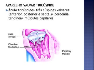 APARELHO VALVAR TRICÚSPIDE
 Ânulo tricúspide> três cúspides valvares
(anterior, posterior e septal)> cordoália
tendínea> músculos papilares
 