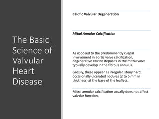 The Basic
Science of
Valvular
Heart
Disease
Calcific Valvular Degeneration
Mitral Annular Calcification
As opposed to the predominantly cuspal
involvement in aortic valve calcification,
degenerative calcific deposits in the mitral valve
typically develop in the fibrous annulus.
Grossly, these appear as irregular, stony hard,
occasionally ulcerated nodules (2 to 5 mm in
thickness) at the base of the leaﬂets.
Mitral annular calcification usually does not affect
valvular function.
 