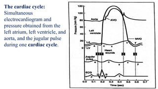The cardiac cycle:
Simultaneous
electrocardiogram and
pressure obtained from the
left atrium, left ventricle, and
aorta, and the jugular pulse
during one cardiac cycle.
 