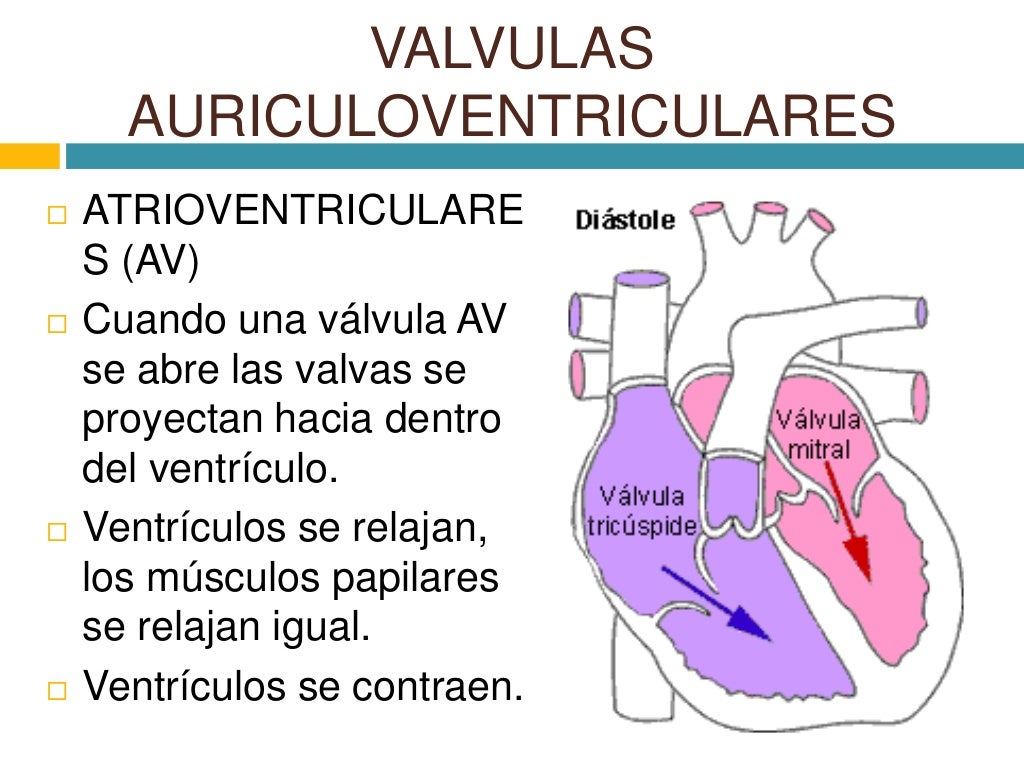 Valvulas cardiacas y circulacion