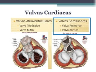 Valvas Cardíacas
 