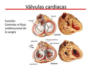Válvulas cardiacas
Función:
Controlar el flujo
unidireccional de
la sangre
 