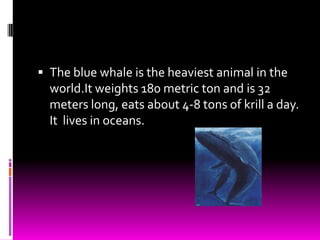  The blue whale is the heaviest animal in the
  world.It weights 180 metric ton and is 32
  meters long, eats about 4-8 tons of krill a day.
  It lives in oceans.
 