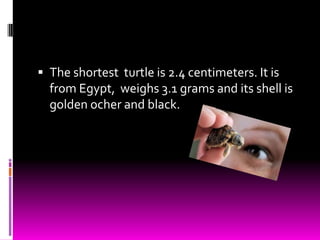  The shortest turtle is 2.4 centimeters. It is
  from Egypt, weighs 3.1 grams and its shell is
  golden ocher and black.
 