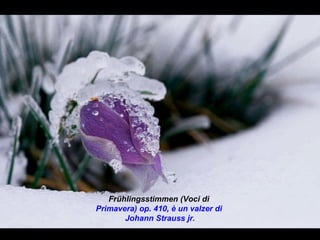 Frühlingsstimmen (Voci di  Primavera) op. 410, è un valzer di  Johann Strauss jr. 