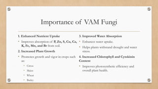 Importance of VAM Fungi
1. Enhanced Nutrient Uptake
• Improves absorption of P, Zn, S, Cu, Ca,
K, Fe, Mn, and Br from soil.
2. Increased Plant Growth
• Promotes growth and vigor in crops such
as:
• Citrus
• Maize
• Wheat
• Barley
3. Improved Water Absorption
• Enhances water uptake.
• Helps plants withstand drought and water
stress.
4. Increased Chlorophyll and Cytokinin
Content
• Improves photosynthetic efficiency and
overall plant health.
 