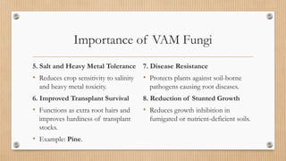 Importance of VAM Fungi
5. Salt and Heavy Metal Tolerance
• Reduces crop sensitivity to salinity
and heavy metal toxicity.
6. Improved Transplant Survival
• Functions as extra root hairs and
improves hardiness of transplant
stocks.
• Example: Pine.
7. Disease Resistance
• Protects plants against soil-borne
pathogens causing root diseases.
8. Reduction of Stunted Growth
• Reduces growth inhibition in
fumigated or nutrient-deficient soils.
 