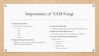 Importance of VAM Fungi
9. Increased Crop Yield
• Enhances yield in crops such as:
• Potato
• Maize
• Barley
• Wheat
• Sugarcane
10. Support During Nutrient Stress
• Helps plants survive nutrient-deficient conditions by
improving nutrient acquisition.
11. Improved Soil Fertility
• Enhances soil aggregation and beneficial microbial activity.
12. Reduced Fertilizer Requirement
• Particularly reduces the need for phosphorus fertilizers.
13. Forestry and Horticultural Applications
• Widely used in:
• Forest nurseries
• Fruit crops
• Plantation crops
• Reforestation programs
 