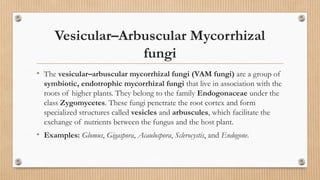 Vesicular–Arbuscular Mycorrhizal
fungi
• The vesicular–arbuscular mycorrhizal fungi (VAM fungi) are a group of
symbiotic, endotrophic mycorrhizal fungi that live in association with the
roots of higher plants. They belong to the family Endogonaceae under the
class Zygomycetes. These fungi penetrate the root cortex and form
specialized structures called vesicles and arbuscules, which facilitate the
exchange of nutrients between the fungus and the host plant.
• Examples: Glomus, Gigaspora, Acaulospora, Sclerocystis, and Endogone.
 