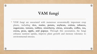 VAM fungi
• VAM fungi are associated with numerous economically important crop
plants, including rice, maize, potato, soybean, cotton, tobacco,
sugarcane, tomato, rubber, strawberry, citrus, avocado, coffee, tea,
cocoa, peas, apple, and papaya. Through this association, the fungi
enhance nutrient uptake, improve plant growth and increase tolerance to
environmental stresses.
 