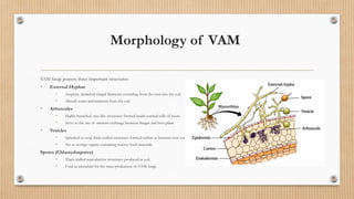 Morphology of VAM
VAM fungi possess three important structures:
• External Hyphae
• Aseptate, branched fungal filaments extending from the root into the soil.
• Absorb water and nutrients from the soil.
• Arbuscules
• Highly branched, tree-like structures formed inside cortical cells of roots.
• Serve as the site of nutrient exchange between fungus and host plant.
• Vesicles
• Spherical or oval, thick-walled structures formed within or between root cortical cells.
• Act as storage organs containing reserve food materials.
Spores (Chlamydospores)
• Thick-walled reproductive structures produced in soil.
• Used as inoculum for the mass production of VAM fungi.
 