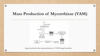 Mass Production of Mycorrhizae (VAM)
Steps involved in the mass production of VAM fungal inoculum
 