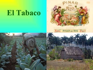 El Tabaco 