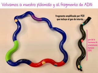 fragmento amplificado por PCR
que incluye el gen de interés
Volvamos a nuestro plásmido y al fragmento de ADN:
gen de la
hormona de
crecimiento
humana
(GH)
 