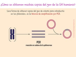 ¿Cómo se obtienen muchas copias del gen de la GH humana?
Una forma de obtener copias del gen de interés para introducirlo
en los plásmidos, es la técnica de amplificación por PCR.
byEnzoklop(WikimediaCommons)
PCR
reacción en cadena de la polimerasa
 
