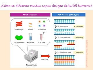 ¿Cómo se obtienen muchas copias del gen de la GH humana?
byBIONINJA(https://ib.bioninja.com.au/)
 
