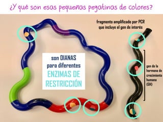 fragmento amplificado por PCR
que incluye el gen de interés
¿Y qué son esas pequeñas pegatinas de colores?
gen de la
hormona de
crecimiento
humana
(GH)
son DIANAS
para diferentes
ENZIMAS DE
RESTRICCIÓN
 