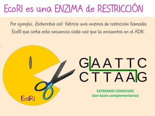 EcoRI es una ENZIMA de RESTRICCIÓN
Por ejemplo, Escherichia coli fabrica una enzima de restricción llamada
EcoRI que corta esta secuencia cada vez que la encuentra en el ADN.
EXTREMOS COHESIVOS
(son bases complementarias)
EcoRI
 