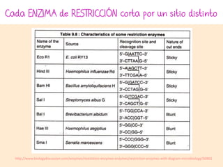 Cada ENZIMA de RESTRICCIÓN corta por un sitio distinto
http://www.biologydiscussion.com/enzymes/restriction-enzymes-enzymes/restriction-enzymes-with-diagram-microbiology/50902
 