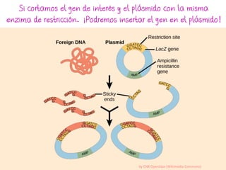 Si cortamos el gen de interés y el plásmido con la misma
enzima de restricción… ¡Podremos insertar el gen en el plásmido!
by CNX OpenStax (Wikimedia Commons)
 