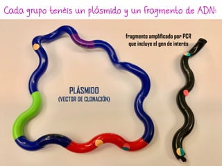fragmento amplificado por PCR
que incluye el gen de interés
PLÁSMIDO
(VECTOR DE CLONACIÓN)
Cada grupo tenéis un plásmido y un fragmento de ADN:
 