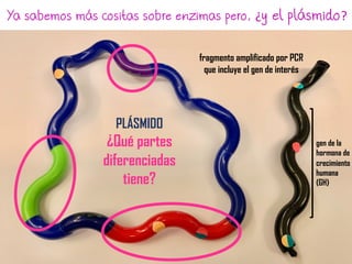 fragmento amplificado por PCR
que incluye el gen de interés
Ya sabemos más cositas sobre enzimas pero, ¿y el plásmido?
gen de la
hormona de
crecimiento
humana
(GH)
PLÁSMIDO
¿Qué partes
diferenciadas
tiene?
 