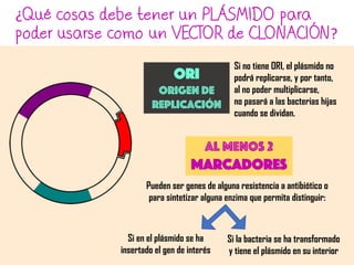 ¿Qué cosas debe tener un PLÁSMIDO para
poder usarse como un VECTOR de CLONACIÓN?
Si no tiene ORI, el plásmido no
podrá replicarse, y por tanto,
al no poder multiplicarse,
no pasará a las bacterias hijas
cuando se dividan.
Ori
Origen de
replicación
Al menos 2
marcadores
Pueden ser genes de alguna resistencia a antibiótico o
para sintetizar alguna enzima que permita distinguir:
Si en el plásmido se ha
insertado el gen de interés
Si la bacteria se ha transformado
y tiene el plásmido en su interior
 