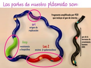 fragmento amplificado por PCR
que incluye el gen de interés
Las partes de nuestro plásmido son:
gen de la
hormona de
crecimiento
humana
(GH)
origen de
replicación
ori
resistencia
a Ampicilina
Amp
enzima b-galactosidasa
Lac Z
 
