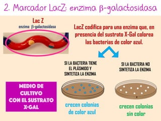 2. Marcador LacZ: enzima b-galactosidasa
enzima b-galactosidasa
Lac Z
LacZ codifica para una enzima que, en
presencia del sustrato X-Gal colorea
las bacterias de color azul.
SI LA BACTERIA TIENE
EL PLÁSMIDO Y
SINTETIZA LA ENZIMA
SI LA BACTERIA NO
SINTETIZA LA ENZIMA
Medio de
cultivo
Con el sustrato
X-gal crecen colonias
sin color
crecen colonias
de color azul
 