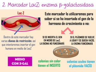 2. Marcador LacZ: enzima b-galactosidasa
Este marcador lo utilizaremos para
saber si se ha insertado el gen de la
hormona de crecimiento o no:
Lac Z
Dentro de este marcador hay
varias dianas de restricción, así
que intentaremos insertar el gen
humano en medio de LacZ
Medio
Con X-gal
colonias sin color
tienen el INSERTO
SI SE INSERTA EL GEN
EN MEDIO DE LacZ,
LA ENZIMA NO FUNCIONARÁ
SI EL PLÁSMIDO SE VUELVE
A LIGAR Y SE QUEDA VACÍO,
LA ENZIMA FUNCIONARÁ
colonias azules tienen
el plásmido VACÍO
 