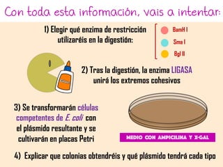 Con toda esta información, vais a intentar:
1) Elegir qué enzima de restricción
utilizaréis en la digestión:
Medio CON AMPICILINA Y X-gal
BamH I
Bgl II
Sma I
2) Tras la digestión, la enzima LIGASA
unirá los extremos cohesivos
3) Se transformarán células
competentes de E. coli con
el plásmido resultante y se
cultivarán en placas Petri
4) Explicar que colonias obtendréis y qué plásmido tendrá cada tipo
 