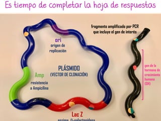 Es tiempo de completar la hoja de respuestas
fragmento amplificado por PCR
que incluye el gen de interés
gen de la
hormona de
crecimiento
humana
(GH)
origen de
replicación
ori
resistencia
a Ampicilina
Amp
Lac Z
PLÁSMIDO
(VECTOR DE CLONACIÓN)
 