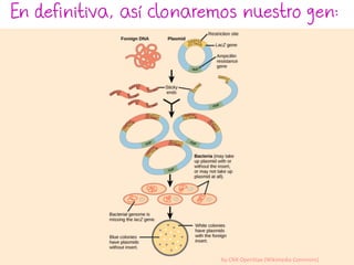 En definitiva, así clonaremos nuestro gen:
by CNX OpenStax (Wikimedia Commons)
 