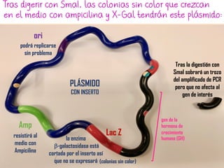 Tras digerir con SmaI, las colonias sin color que crezcan
en el medio con ampicilina y X-Gal tendrán este plásmido:
PLÁSMIDO
CON INSERTO
gen de la
hormona de
crecimiento
humana (GH)resistirá al
medio con
Ampicilina
Amp
la enzima
b-galactosidasa está
cortada por el inserto así
que no se expresará
Lac Z
podrá replicarse
sin problema
ori
(colonias sin color)
Tras la digestión con
SmaI sobrará un trozo
del amplificado de PCR
pero que no afecta al
gen de interés
 
