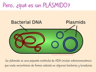 Pero, ¿qué es un PLÁSMIDO?
Un plásmido es una pequeña molécula de ADN circular extracromosómico
que suele encontrarse de forma natural en algunas bacterias y levaduras.
by Spaully (Wikimedia Commons)
 