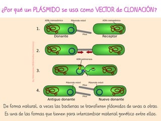 ¿Por qué un PLÁSMIDO se usa como VECTOR de CLONACIÓN?
De forma natural, a veces las bacterias se transfieren plásmidos de unas a otras.
Es una de las formas que tienen para intercambiar material genético entre ellas.
byAdenosine(WikimediaCommons)
 
