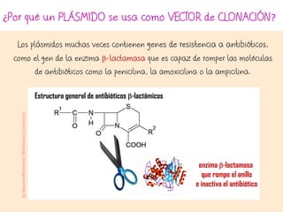 ¿Por qué un PLÁSMIDO se usa como VECTOR de CLONACIÓN?
Los plásmidos muchas veces contienen genes de resistencia a antibióticos,
como el gen de la enzima b-lactamasa que es capaz de romper las moléculas
de antibióticos como la penicilina, la amoxicilina o la ampicilina.
byKeeperoftheforest(WikimediaCommons)
Estructura general de antibióticos b-lactámicos
enzima b-lactamasa
que rompe el anillo
e inactiva el antibiótico
 