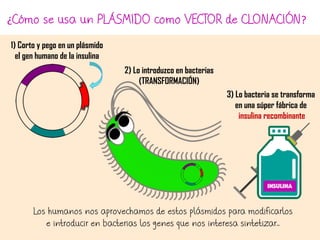 ¿Cómo se usa un PLÁSMIDO como VECTOR de CLONACIÓN?
Los humanos nos aprovechamos de estos plásmidos para modificarlos
e introducir en bacterias los genes que nos interesa sintetizar…
1) Corto y pego en un plásmido
el gen humano de la insulina
2) Lo introduzco en bacterias
(TRANSFORMACIÓN)
3) Lo bacteria se transforma
en una súper fábrica de
insulina recombinante
insulina
 