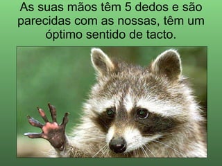 As suas mãos têm 5 dedos e são parecidas com as nossas, têm um óptimo sentido de tacto. 