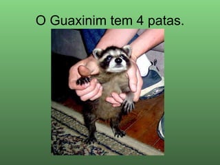 O Guaxinim tem 4 patas. 