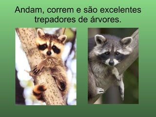 Andam, correm e são excelentes trepadores de árvores. 