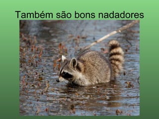 Também são bons nadadores 