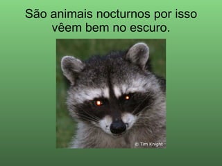 São animais nocturnos por isso vêem bem no escuro. 
