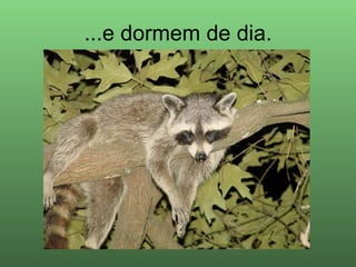 ...e dormem de dia. 