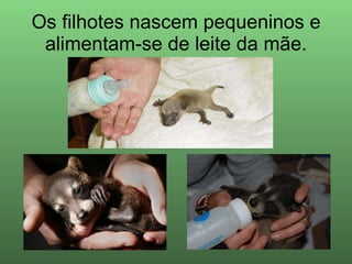 Os filhotes nascem pequeninos e alimentam-se de leite da mãe. 