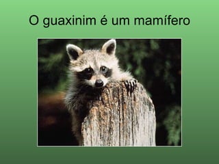 O guaxinim é um mamífero 