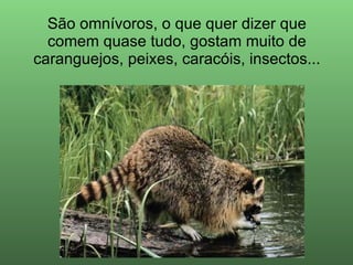 São omnívoros, o que quer dizer que comem quase tudo, gostam muito de caranguejos, peixes, caracóis, insectos... 